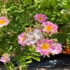 Ramblerroos (Rosa 'Apple Blossom klim') (BIO)