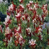 Akelei (Aquilegia 'Crimson Star')