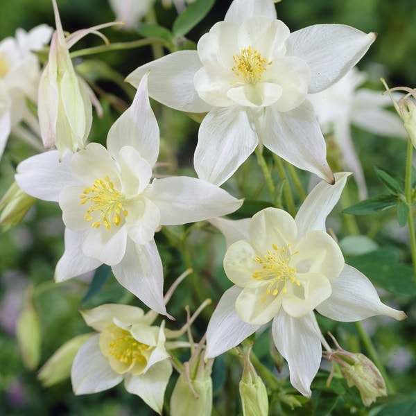 Akelei (Aquilegia 'Silver Queen')