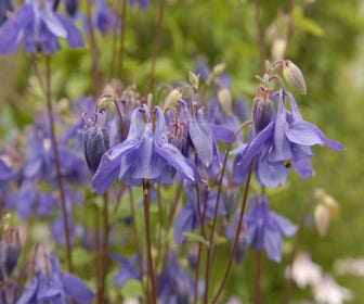 Akelei (Aquilegia vulgaris) BIO