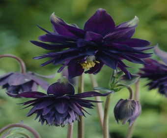 Akelei (Aquilegia vulgaris 'Black Barlow')