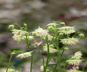 Akelei (Aquilegia vulgaris 'White Barlow')