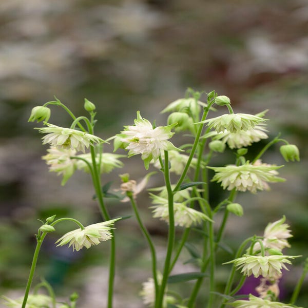 Akelei (Aquilegia vulgaris 'White Barlow')