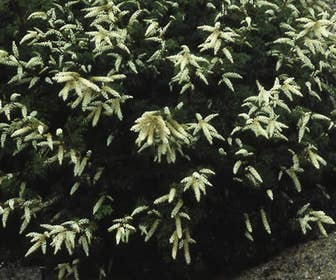 Geitebaard (Aruncus aethusifolius)