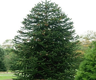 Apeboom (Araucaria araucana)