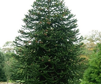 Apeboom (Araucaria araucana)