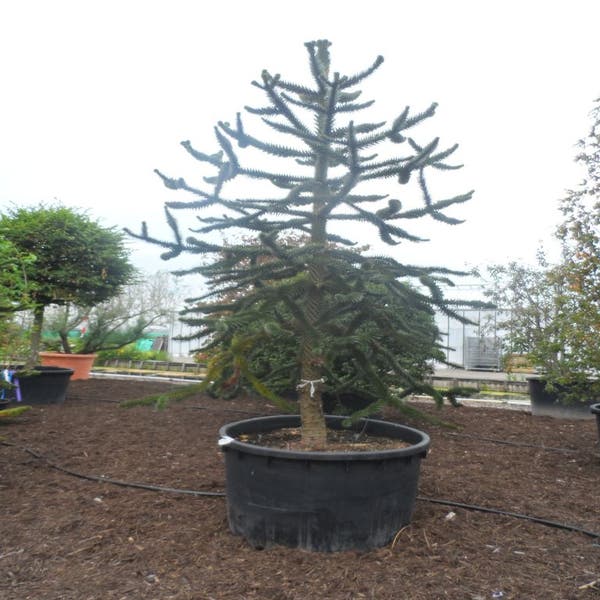 Apeboom/Slangeden (Araucaria araucana) 300/325