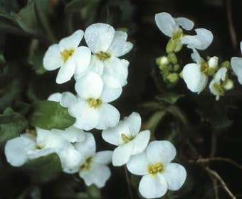 Rijstebrij randjesbloem (Arabis caucasica)