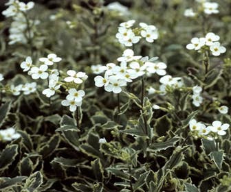 Randjesbloem/Rijstebrei (Arabis ferdinandi-coburgii 'Variegata')