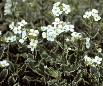 Randjesbloem/Rijstebrei (Arabis ferdinandi-coburgii 'Variegata')