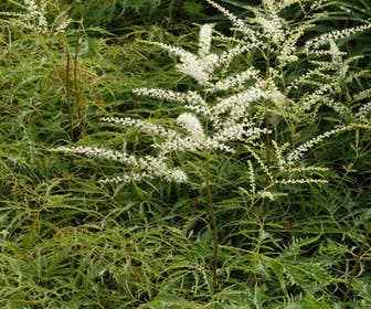 Geitebaard (Aruncus dioicus 'Kneiffii')