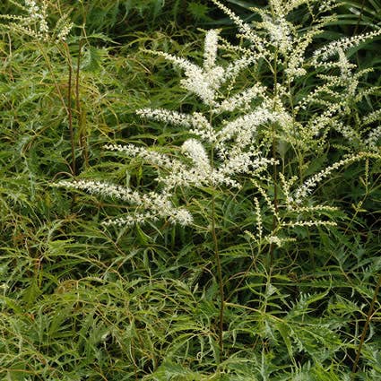 Geitebaard (Aruncus dioicus 'Kneiffii') Bio