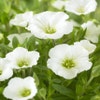 Zandkruid (Arenaria montana)