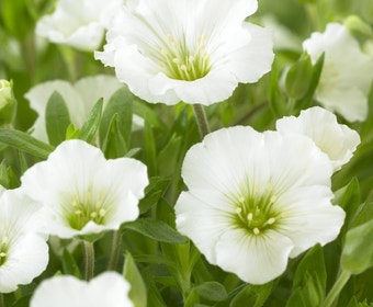 Zandkruid (Arenaria montana)