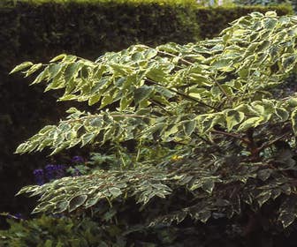 Duivelswandelstok (Aralia elata 'Variegata')