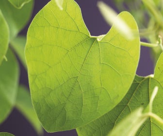 Duitse pijp (Aristolochia macropylla)