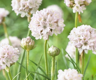 Engels gras (Armeria maritima 'Alba')