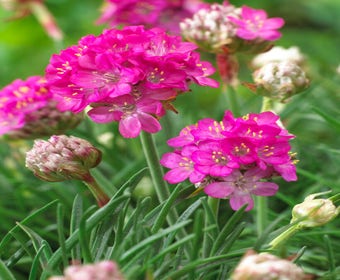 Engels gras (Armeria maritima 'Armada Deep Rose')