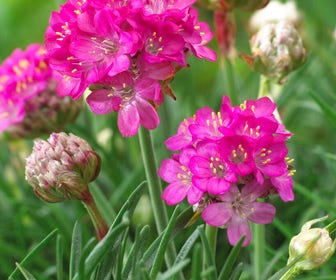 Engels gras (Armeria maritima 'Armada Deep Rose')