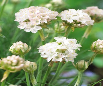 Engels gras (Armeria maritima 'Armada White')