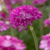 Engels gras (Armeria maritima 'Splendens')