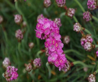 Engels gras (Armeria maritima 'Splendens Perfecta')