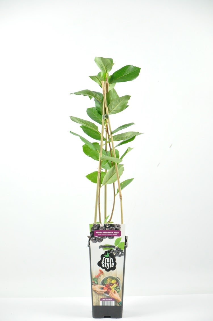 Aronia prunifolia 'Nero'