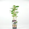 Appelbes (Aronia prunifolia ‘Nero’)