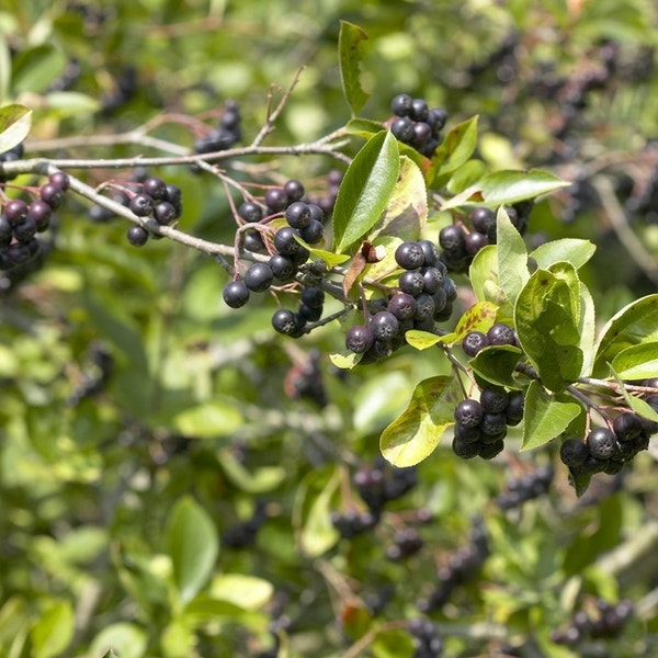 Appelbes (Aronia prunifolia 'Viking')