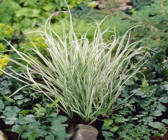 Knolhaver (Arrhenatherum bulbosum 'Variegatum')