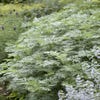 Alsem (Artemisia  'Powis Castle')