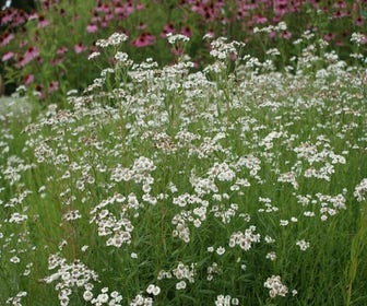 Citroenkruid (Artemisia abrotanum)