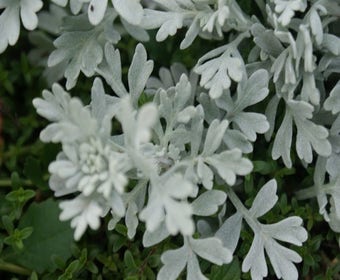 Bijvoet (Artemisia stelleriana 'Boughton Silver')