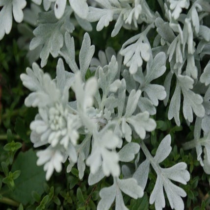 Bijvoet (Artemisia stelleriana 'Boughton Silver')