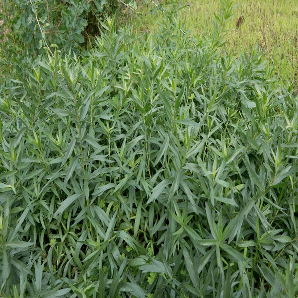 Artemisia dracunculus