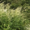 Bijvoet (Artemisia lactiflora)