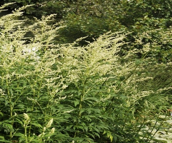 Bijvoet (Artemisia lactiflora)