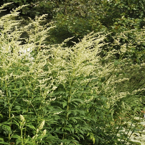 Bijvoet (Artemisia lactiflora)