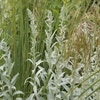 Bijvoet (Artemisia ludoviciana 'Silver Queen')