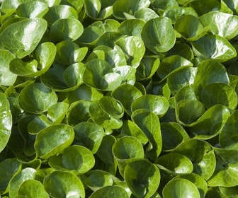 Mansoor (Asarum europaeum)