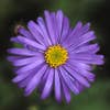 Aster (Aster frikartii 'Jungfrau')