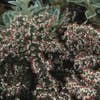 Aster (Aster lateriflorus 'Horizontalis')