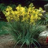 Jonkerlelie/Affodil (Asphodeline lutea)