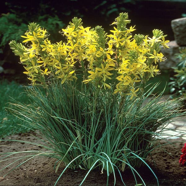 Jonkerlelie/Affodil (Asphodeline lutea)