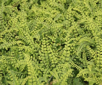 Steenbreekvaren/Streepvaren (Asplenium trichomanes)