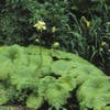 Schout bij nacht/Tafelblad (Astilboides tabularis)