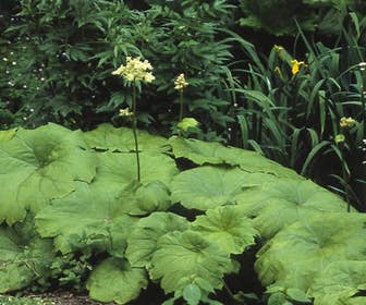Schout bij nacht/Tafelblad (Astilboides tabularis)
