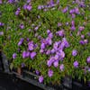 Aster (Aster dumosus 'Augenweide')