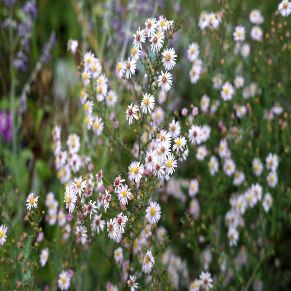 Aster (Aster ericoides 'Pink Cloud')