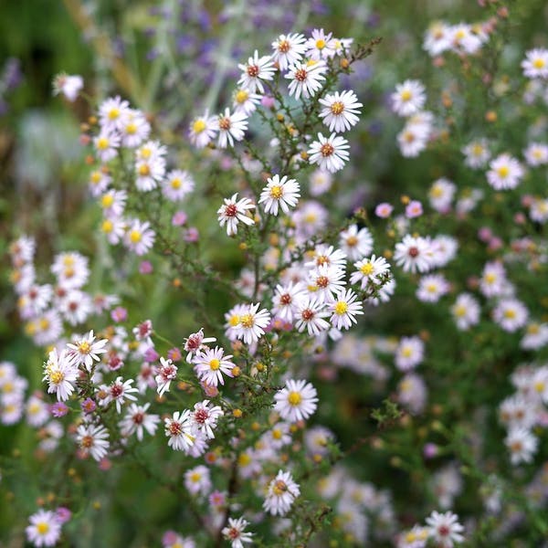 Aster (Aster ericoides 'Pink Cloud')